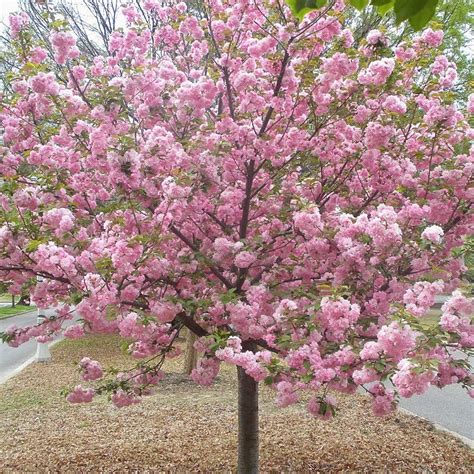 Tree grows to about 25 feet. OnlinePlantCenter 5 gal. 5 ft. Kwanzan Cherry Tree | Shop ...