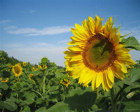 Sunflowers Nature Wallpapers Hd Wallpapers Id 5676