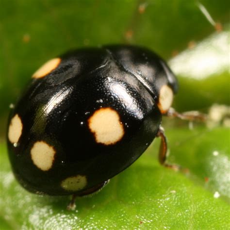 Orange Spotted Black Ladybug Hyperaspis Proba Bugguidenet