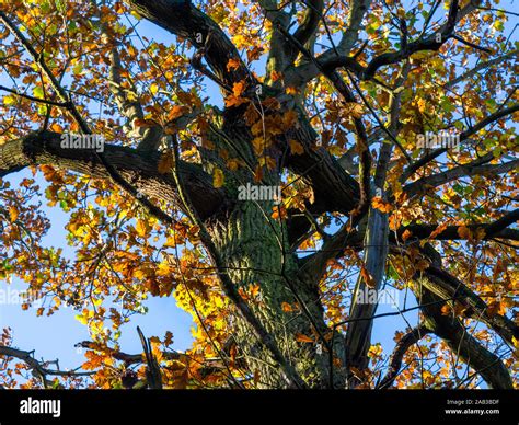 Golden Oak Tree Hi Res Stock Photography And Images Alamy