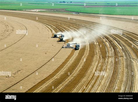 Three John Deere Combines Harvesting 95 100 Bu Wheat In Texas