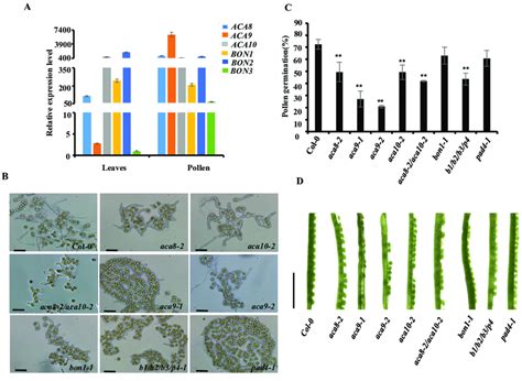 The Mutation In Acas And Bons Affect Pollen Germination A