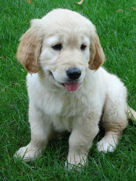 5 Steps To Train Your Golden Retriever Puppy To Sit And Stay Golden Hearts