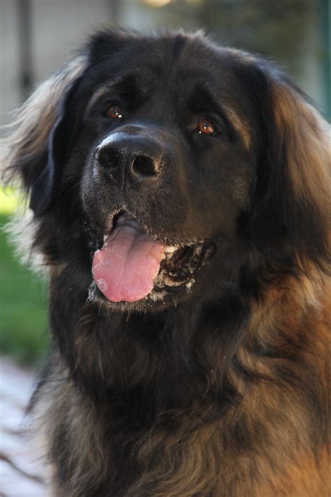 Leonberger Dog Breed Information And Pictures Petguide Leonberger