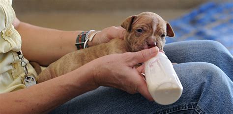 Feeding and Caring for Newborn Puppies | Best Friends Network Partners