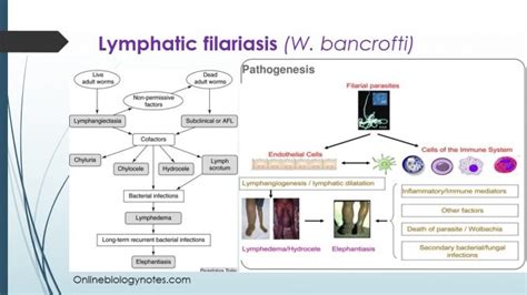 Lymphatic Filariasis Treatment