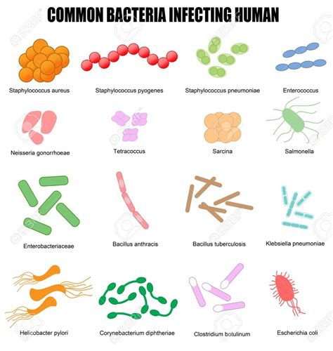 18159870 Common Bacteria Infecting Human Vector Illustration For Basic