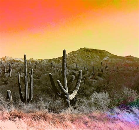 Cactus Arizona Désert Image Gratuite Sur Pixabay Pixabay