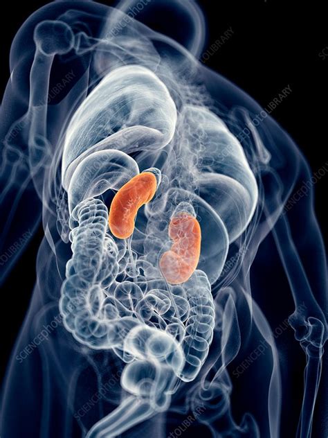 Human Kidneys Stock Image F0163068 Science Photo Library