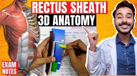 Rectus Sheath Anatomy 3d Anatomy Of Rectus Sheath Contents Anterior