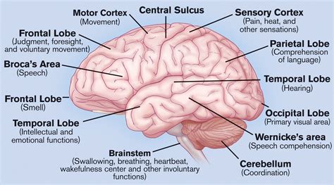 Image Result For Diagram Of The Brain Human Brain Anatomy Human