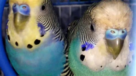 How To Identify Your Bird S Sex Budgies YouTube