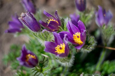 Homeopathic Pulsatilla Facts Health Benefits And Uses