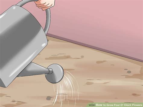 Buy four o'clock seeds at swallowtail garden seeds. 4 Ways to Grow Four O' Clock Flowers - wikiHow