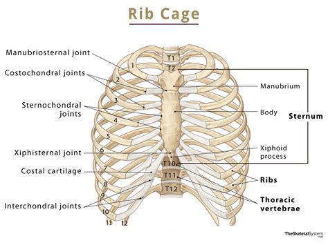 The Ribs Location Anatomy Functions Labeled Diagram
