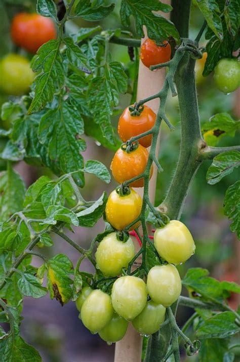 Tomato Profit Per Acre Cost Of Cultivation Yield In India Agri Farming