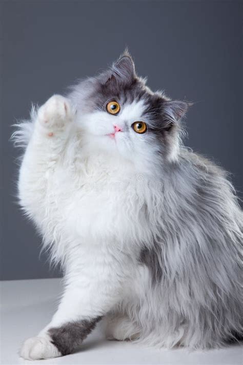 Grey And White Persian Cat
