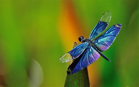 Myths And Legends About Dragonflies And Their Symbolism In Feng Shui
