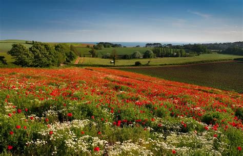 Budleigh Salterton Poppies Fields England Rare Gallery Hd Wallpapers