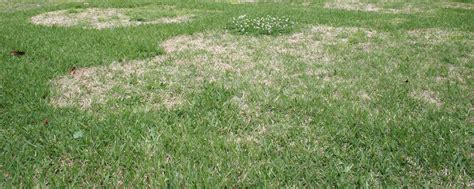 The Plant Doctor Large Brown Patch Of Warm Season Turfgrasses In