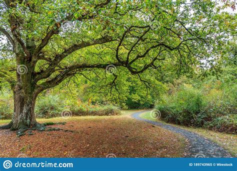 Tree With Wide Branches And Green Leaves Beside A Winding Path In The