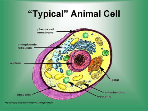 They are organelles found in eukaryotic cells. Cell structure function - презентация онлайн