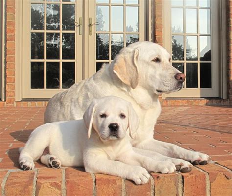 98 Best White Labradors Images On Pinterest Labrador Retrievers Baby