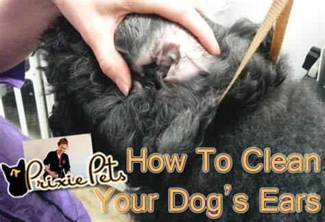 6 Easy Steps To Gently Clean Your Dogs Ears Dog Cleaning Cleaning