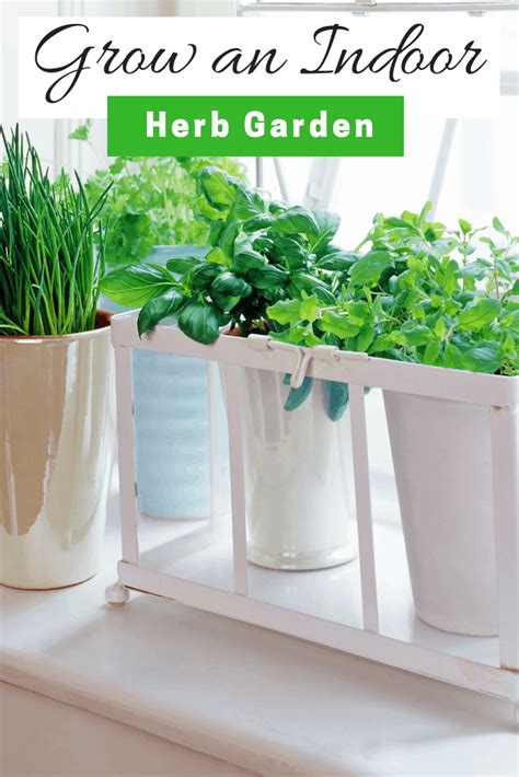 The Best Growing Herbs Indoors From Seeds Uk References Herb Garden