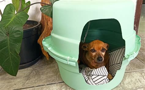 ¡crea Perfectas Casas Para Perros En Sólo 10 Pasos Muy Simples Homify