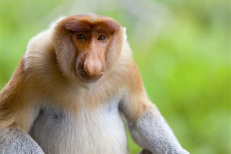 How Many Types Of Monkeys Are There In The World Readers Digest