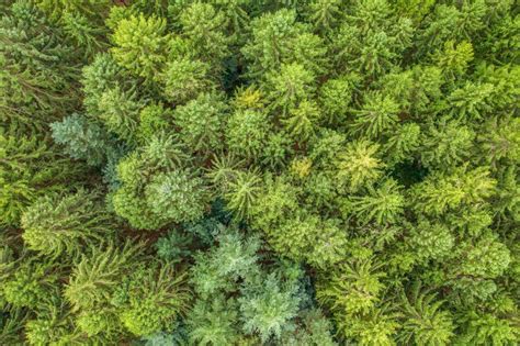 A Top View Of A Green Mixed Forest Stock Photo Image Of Aerial
