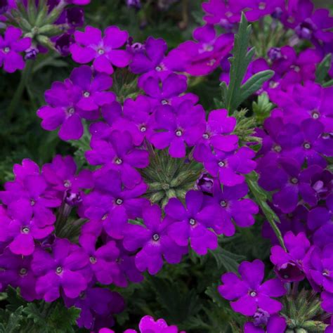Verbena Enchantment Purple Trailing 5 Large Plug Plants