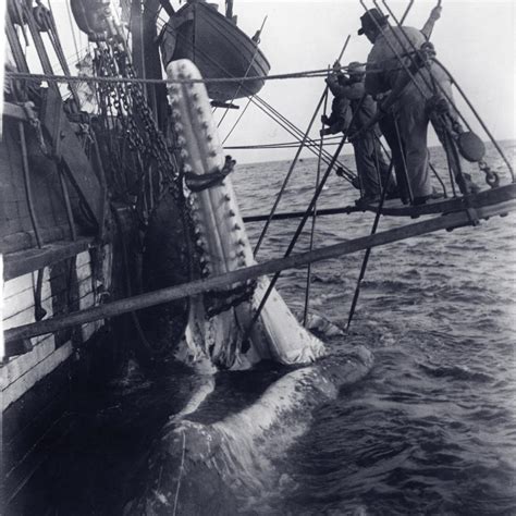 Whaling 19th Century