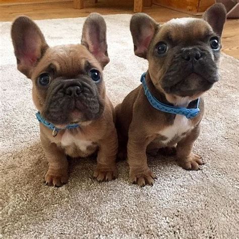 In the uk, it has overtaken the labrador retriever as the nation's most popular dog. Cute French Bulldog Puppies With Blue Collars | LuvBat