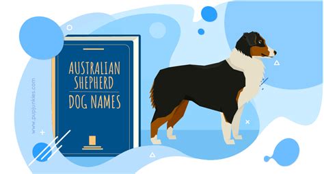 100 Most Popular Australian Shepherd Dog Names Of 2021