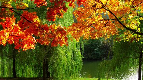 autumn, River, Trees, Foliage, Leaves Wallpapers HD / Desktop and Mobile Backgrounds