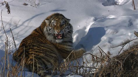 In Pictures Rare Siberian Tigers Caught On Camera Focusing On Wildlife