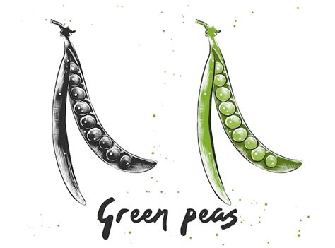 Premium Vector Hand Drawn Sketch Of Green Peas