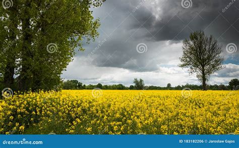 In The Field Before The Storm Stock Photo Image Of Storm Nature
