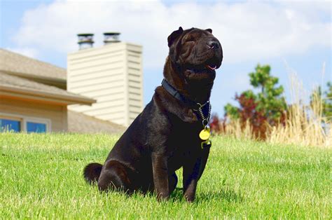 Its friendly disposition makes it an excellent as equally devoted dog lovers, our breeders make every effort to provide all puppies and their parents with utmost love, respect, and attention. Miniature Shar Pei - Wikimedia Commons