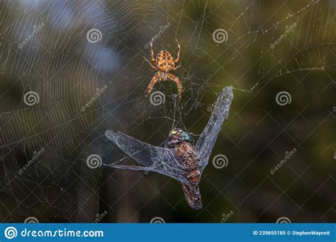 dragonfly caught in spider web being eaten by spider stock image image of background cobweb
