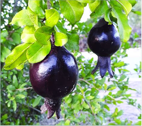 Black Peel Pomegranates In Nature The Unique Kind Of Pomegranates