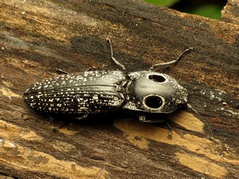 Eastern Eyed Click Beetle Identification Life Cycle Facts And Pictures