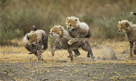 Heartwarming Pictures Of Cheetah Cubs Playing In Tanzania Daily Mail