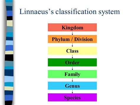 Carl Linnaeus Race Classification System My Xxx Hot Girl
