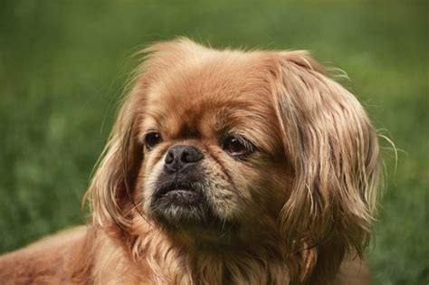 12 Flat Faced Dogs That Are Adorable — Brachycephalic Dogs