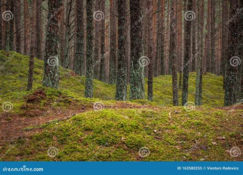 Beautiful Dark Pine Forest In Autumn With Green Moss Stock Image