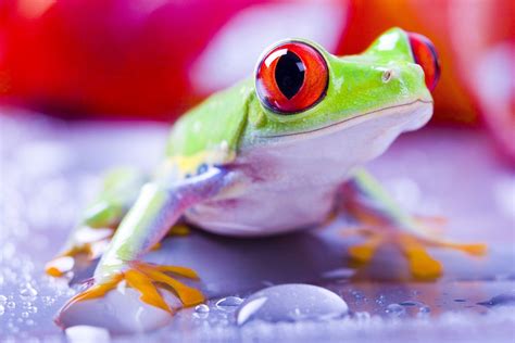 Hd Widescreen Tree Frog Animated Wallpapers For Mobile Wallpapers For