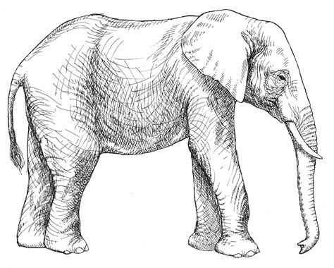 Coloriages Éléphant Animaux Dessins à Colorier Coloriages à Imprimer